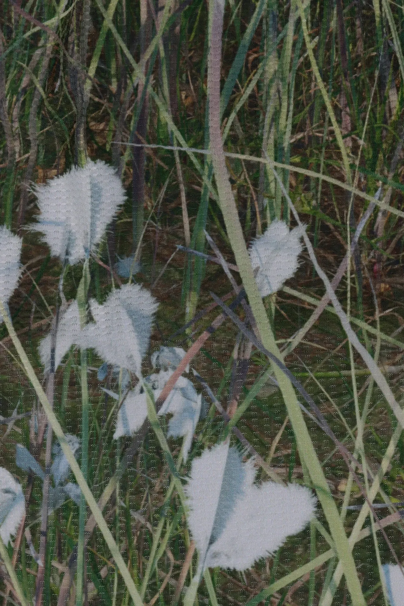 ERIOPHORUM BALACLAVA